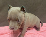 Собаки в Краснодаре: Продается американский буллит  Девочка, 50 000 руб. - фото 1