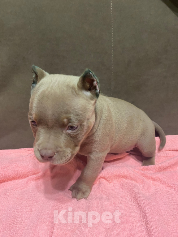 Собаки в Краснодаре: Продается американский буллит  Девочка, 50 000 руб. - фото 1