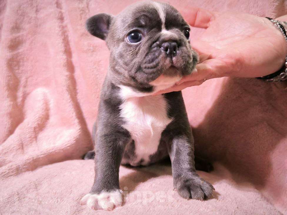 Собаки в Санкт-Петербурге: Щенок французского бульдога Мальчик, 100 000 руб. - фото 3