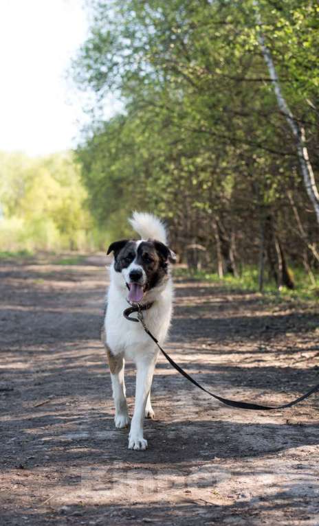 Собаки в Москве: Эмиль...он же Емеля...он же булочка Мальчик, Бесплатно - фото 3