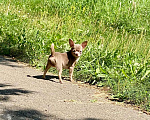 Собаки в Москве: Продаётся чихуахуа мальчик лилового окраса миниатюрного размера Мальчик, 80 000 руб. - фото 4