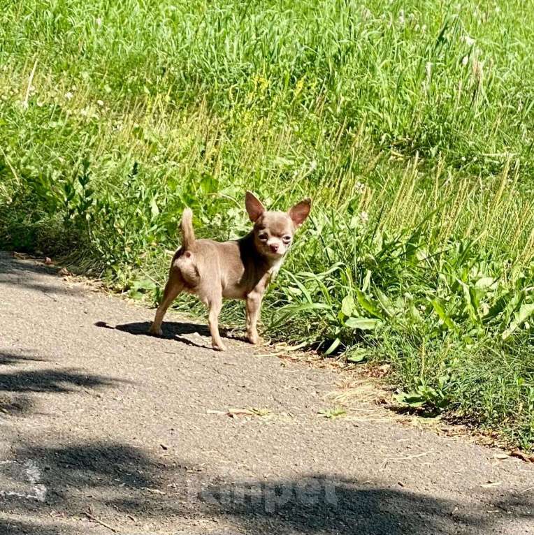 Собаки в Москве: Продаётся чихуахуа мальчик лилового окраса миниатюрного размера Мальчик, 80 000 руб. - фото 4