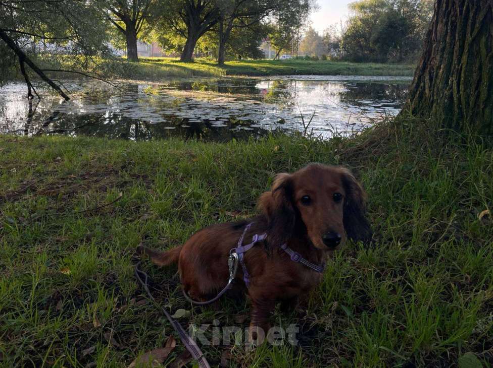 Собаки в Санкт-Петербурге: Такса кроличья длинношерстная Мальчик, 30 000 руб. - фото 3