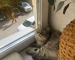 Кошки в Москве: Чудесная, спокойная девчуля грустит и ждет своего человека.  Девочка, Бесплатно - фото 3
