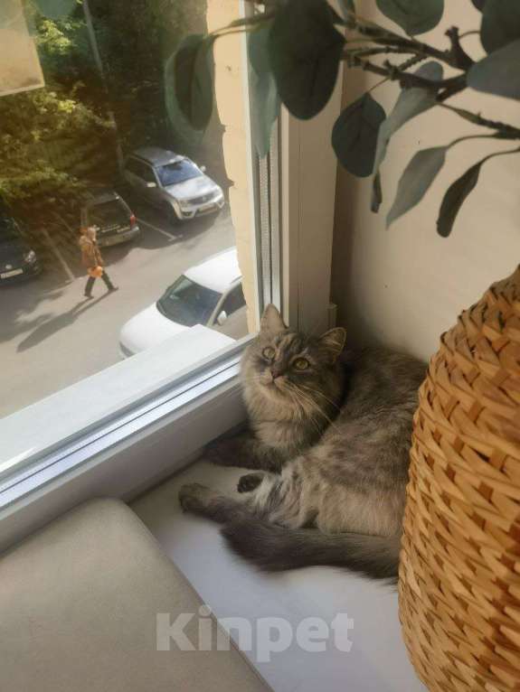 Кошки в Москве: Чудесная, спокойная девчуля грустит и ждет своего человека.  Девочка, Бесплатно - фото 3