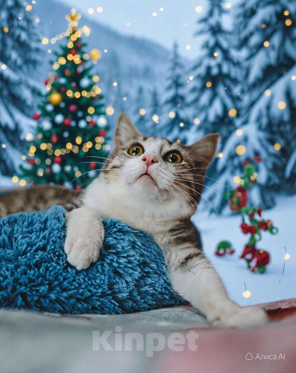 Кошки в Сочи: котенок Матис ищет свою семью, подарите ему дом Мальчик, Бесплатно - фото 2