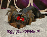 Собаки в Москве: МАЛЬЧИКИ-КРАСАВЧИКИ Мальчик, 45 руб. - фото 5