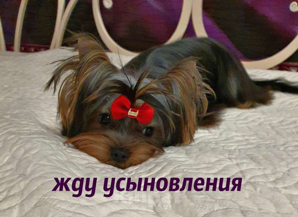 Собаки в Москве: МАЛЬЧИКИ-КРАСАВЧИКИ Мальчик, 45 руб. - фото 5