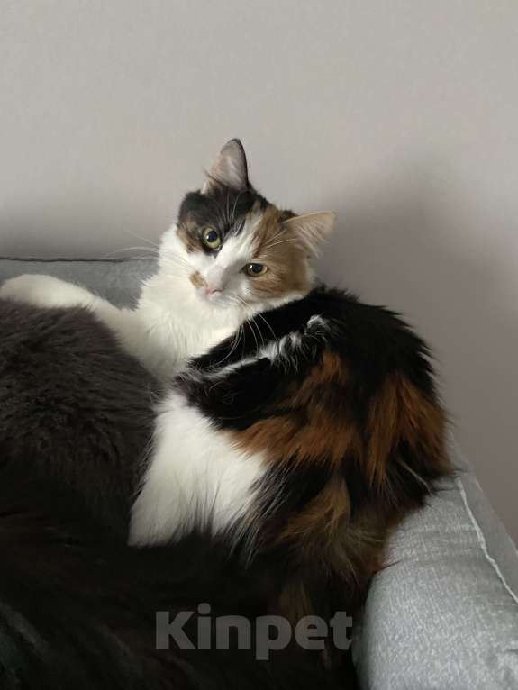 Кошки в Москве: Классная кошечка ищет дом Девочка, Бесплатно - фото 6