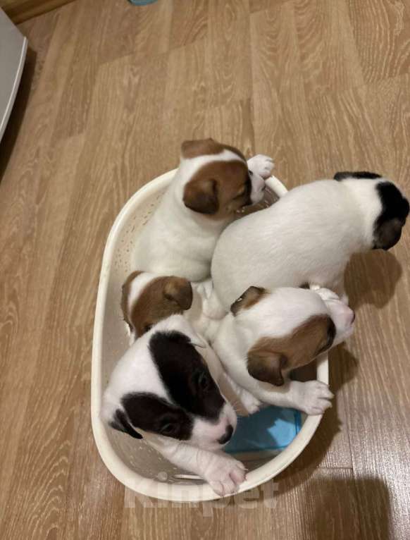 Собаки в Санкт-Петербурге: Щенки Джек Рассел терьер (мальчик) Мальчик, 35 000 руб. - фото 9