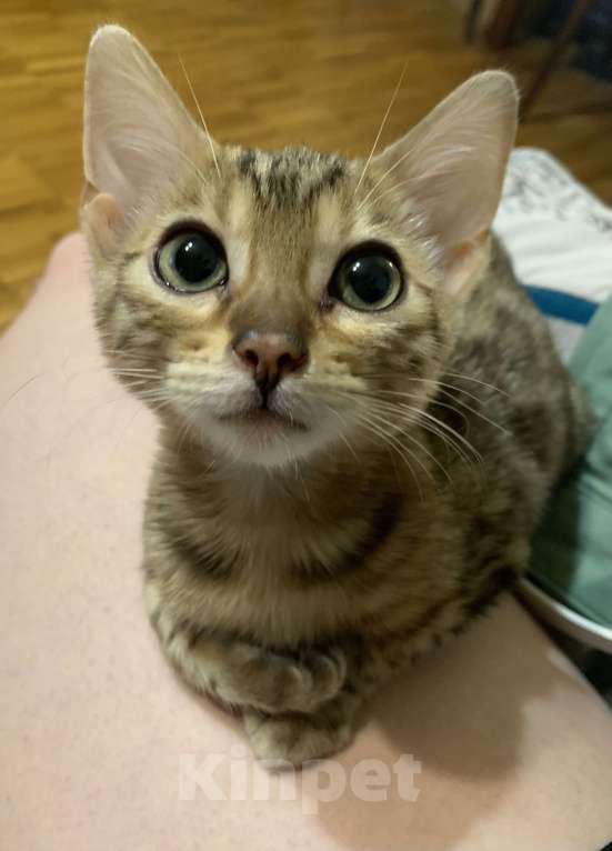 Кошки в Москве: Потерялась кошечка бенгальской породы. Возраст 8 месяцев. Выпала с балкона 26.01.25г.  Девочка, 3 000 руб. - фото 4