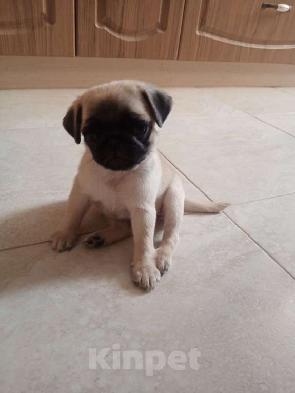 Собаки в Саратове: Продается щенок мопса Девочка, 10 000 руб. - фото 1