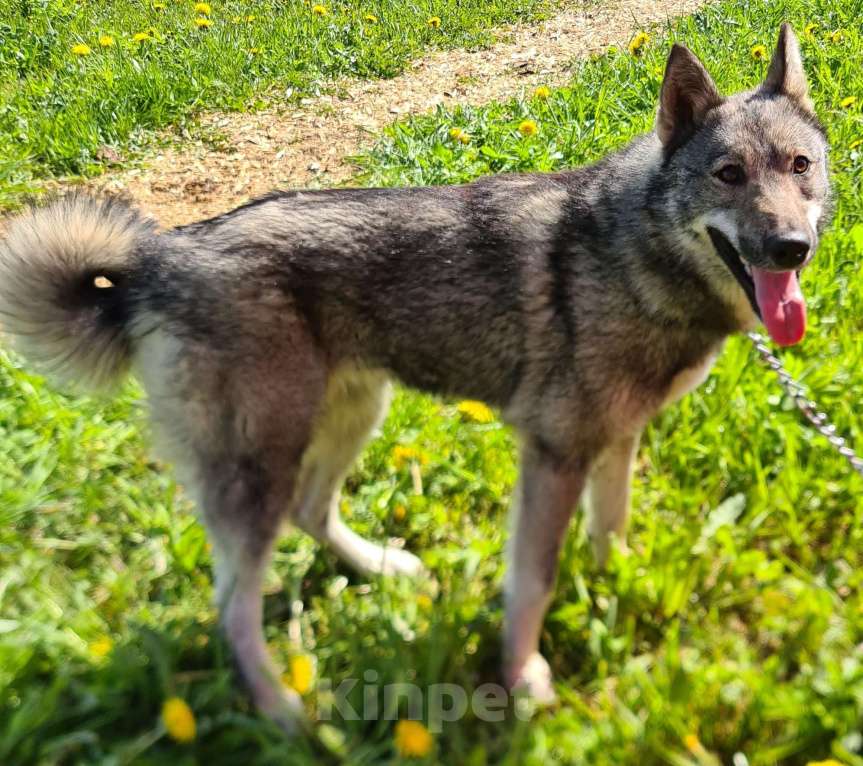 Собаки в Сосновом Бору: Хорошая девочка в добрые руки Девочка, Бесплатно - фото 2