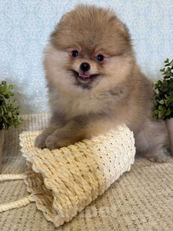 Собаки в Тюмени: Классный парень померанского шпица  Dakster Мальчик, Бесплатно - фото 4