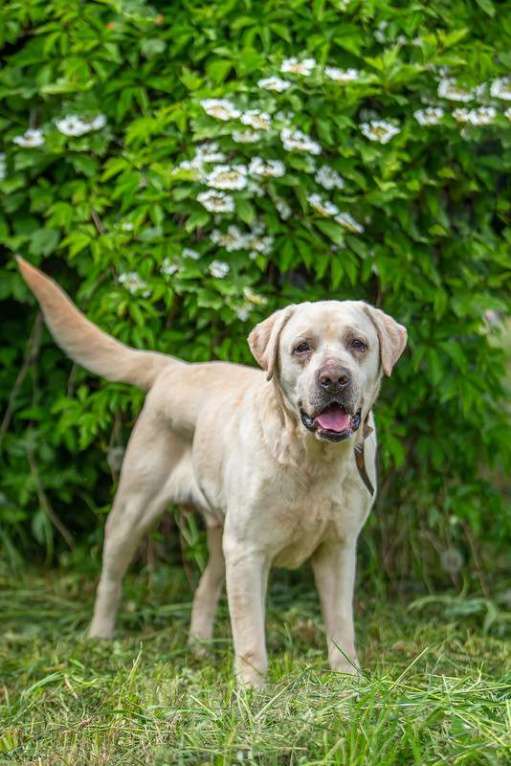 Собаки в Москве: Лабрадор Сева в добрые руки Мальчик, Бесплатно - фото 6