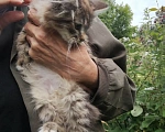 Кошки в Калуге: Котенок Мальчик, Бесплатно - фото 4