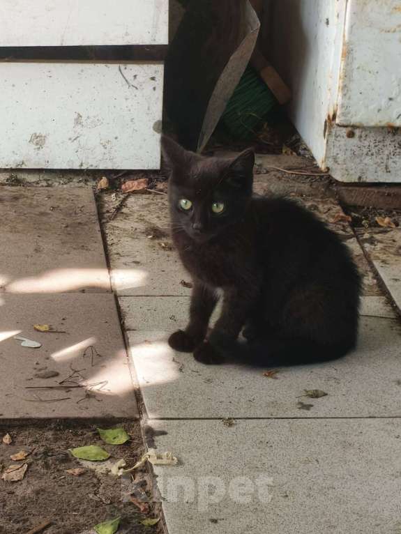 Кошки в других городах Московской области: Суперкотята Мальчик, Бесплатно - фото 2