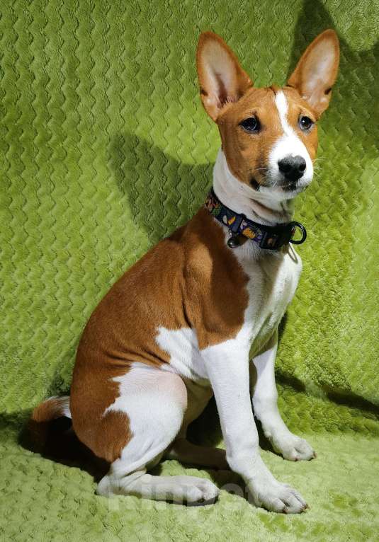 Собаки в Электроуглях: Продажа щенков басенджи Девочка, 40 000 руб. - фото 6