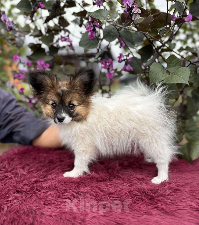 Собаки в других городах Владимирской области: Папийон девочка Девочка, 90 000 руб. - фото 3