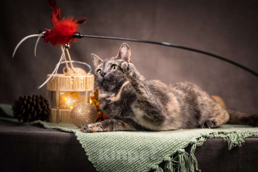 Кошки в Клине: Ася — красавица с редким окрасом Девочка, Бесплатно - фото 1