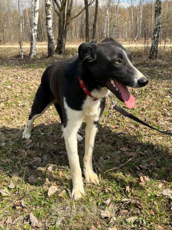 Собаки в Москве: Ну что сделать, чтобы ее наконец заметили Девочка, Бесплатно - фото 5