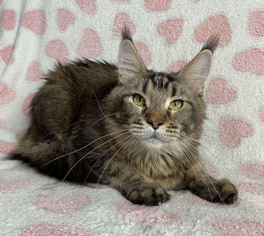 Кошки в Дмитрове: Черная тикированная девочка мейн кун Pandora Девочка, Бесплатно - фото 4