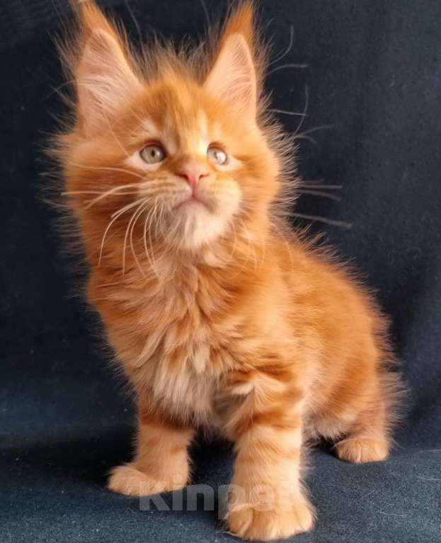 Кошки в Санкт-Петербурге: котенок мейн кун Мальчик, Бесплатно - фото 3