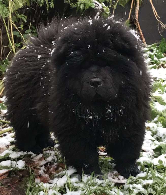 Собаки в Санкт-Петербурге: Продаётся племенной щенок Чау-Чау. Мальчик, Бесплатно - фото 2