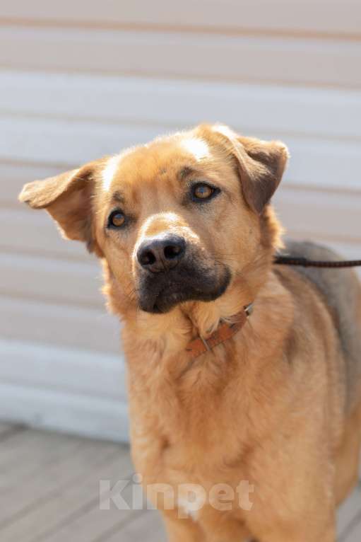 Собаки в Москве: Пес с волшебным носом Мальчик, Бесплатно - фото 6