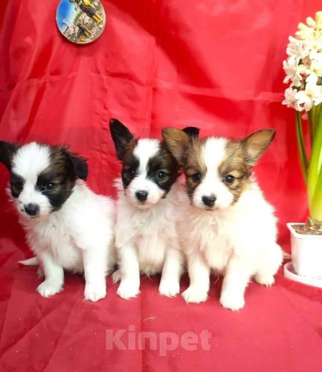 Собаки в Красноармейске: Щенки папийона Мальчик, 30 000 руб. - фото 9