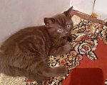 Кошки в Оренбурге: Отдам котят Мальчик, 1 руб. - фото 3