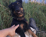 Собаки в Павловском Посаде: Парень для вязки Мальчик, 4 000 руб. - фото 2