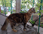 Кошки в Арзамасе: Мейн-кун, 12 000 руб. - фото 8