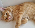 Кошки в Москве: Рыжий пушистый мраморный кот Чедер в добрые руки Мальчик, 1 руб. - фото 2