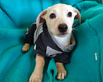 Собаки в Санкт-Петербурге: Маленький красивый щенок ищет дом Мальчик, Бесплатно - фото 5