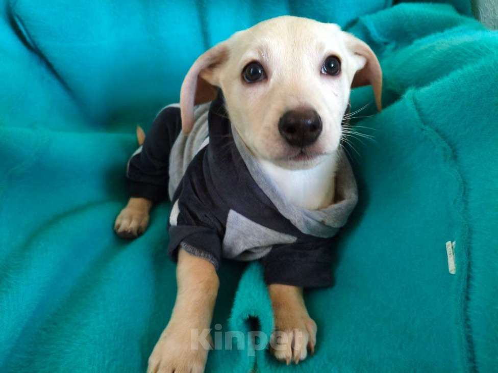 Собаки в Санкт-Петербурге: Маленький красивый щенок ищет дом Мальчик, Бесплатно - фото 5