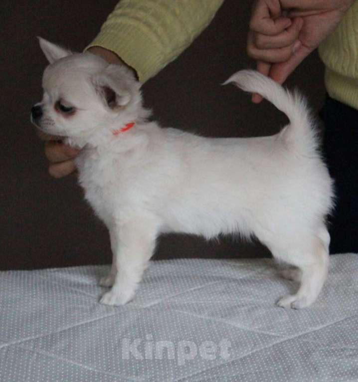 Собаки в Санкт-Петербурге: Супер красивая и породная девочка Девочка, 120 000 руб. - фото 1