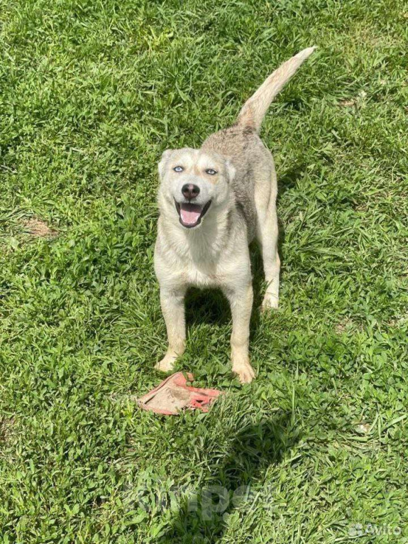 Собаки в Москве: Собака Арктика ищет дом! Девочка, Бесплатно - фото 3