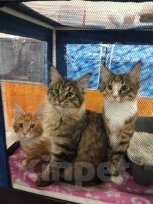 Кошки в Москве: Котята девочки мейн-кун из питомника Forest miracle Девочка, 25 000 руб. - фото 2