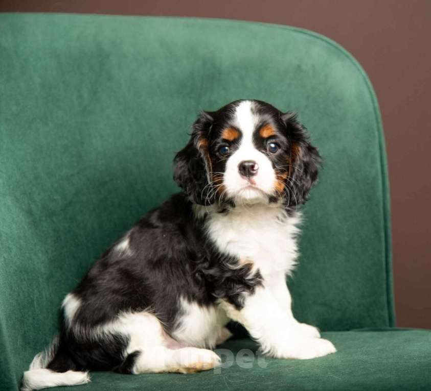 Собаки в Москве: Милые девочки кавалер Кинг Чарльз спаниель Девочка, 95 000 руб. - фото 1