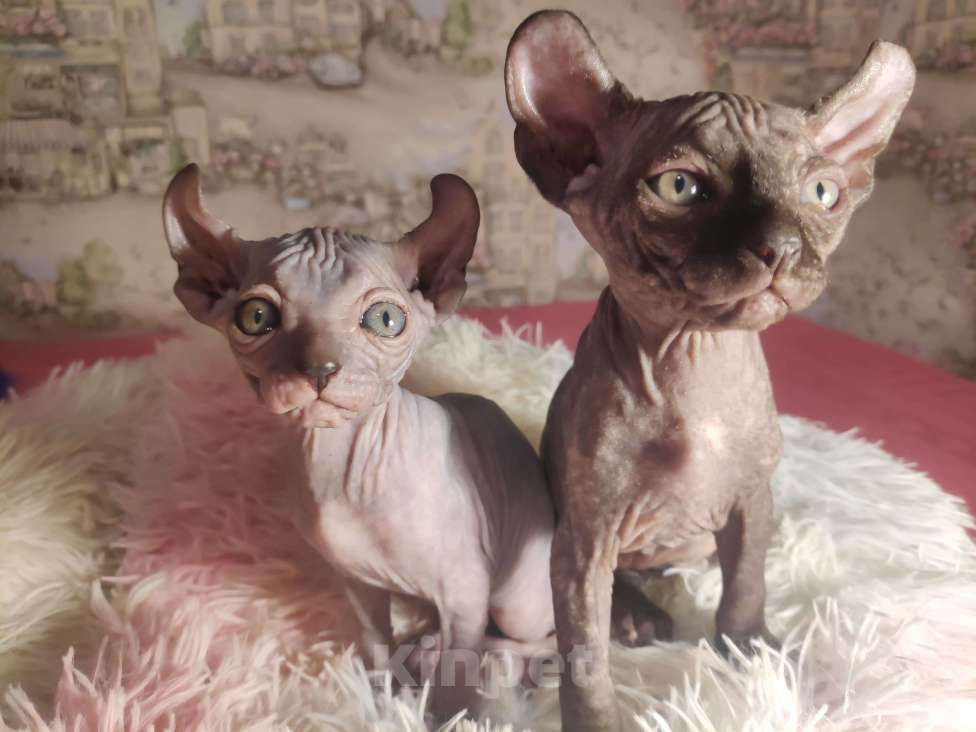 Кошки в Домодедово: Канадский сфинкс эльф котенок Мальчик, 20 000 руб. - фото 8