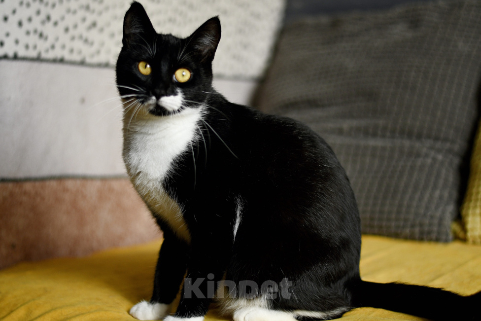 Кошки в Москве: кошка Мисти в добрые руки Девочка, Бесплатно - фото 3