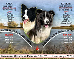 Собаки в других городах Алтайского края: Щенки Бордер Колли (д/ш). РКФ Мальчик, Бесплатно - фото 8