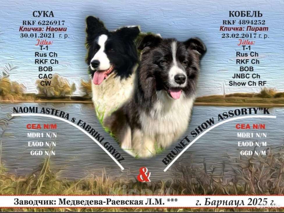 Собаки в других городах Алтайского края: Щенки Бордер Колли (д/ш). РКФ Мальчик, Бесплатно - фото 8