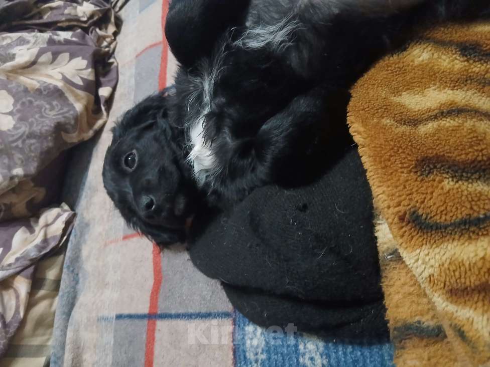Собаки в Симферополе: Отдам щенка вдобрые руки Девочка, Бесплатно - фото 6