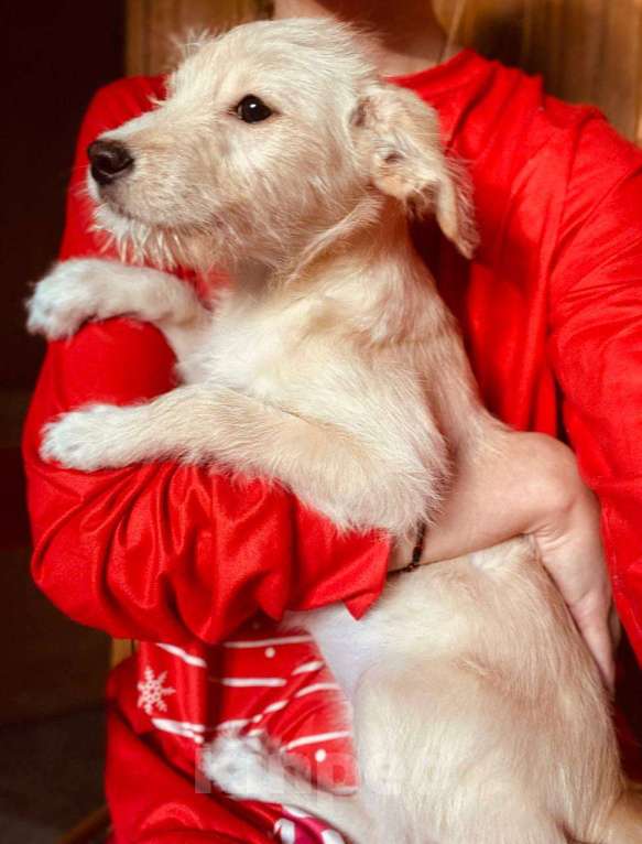 Собаки в Москве: Щенок девочка в добрые руки Девочка, Бесплатно - фото 2