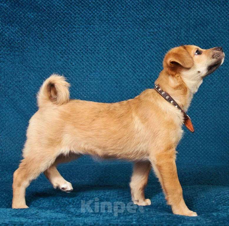 Собаки в Москве: Трогательные щеночки (3 мес.) срочно ищут дом Мальчик, Бесплатно - фото 5