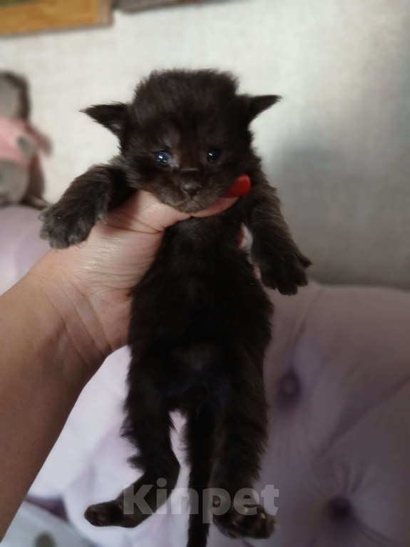 Кошки в Москве: Котята мейн-куны Разнополые, 50 000 руб. - фото 6