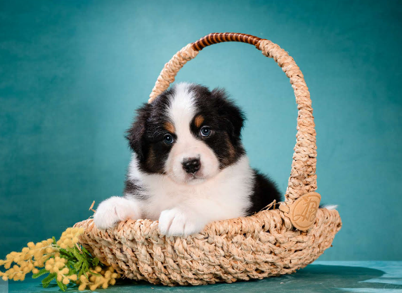 Собаки в других городах Московской области: Австралийская овчарка, щенок Мальчик, 80 000 руб. - фото 2