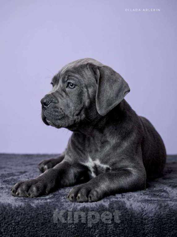 Собаки в Москве: Щенки кане корсо серого и черного окраса. Девочка, 100 000 руб. - фото 6